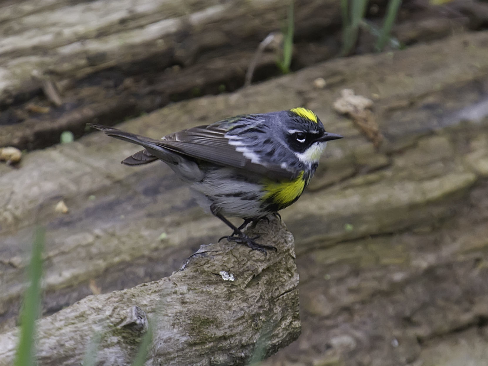 Yellow-Rumped Warbler